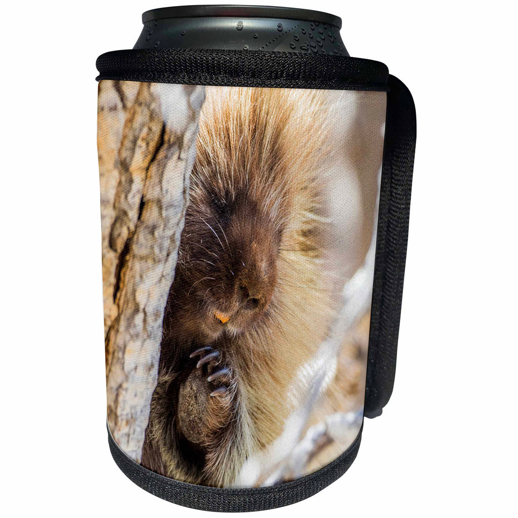 3dRose Danita Delimont - Rodents - Usa, Wyoming, Sublette Co., Porcupine peers from a cottonwood tree. - Can Cooler Bottle Wrap (cc_260598)