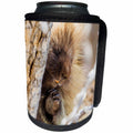 3dRose Danita Delimont - Rodents - Usa, Wyoming, Sublette Co., Porcupine peers from a cottonwood tree. - Can Cooler Bottle Wrap (cc_260598)