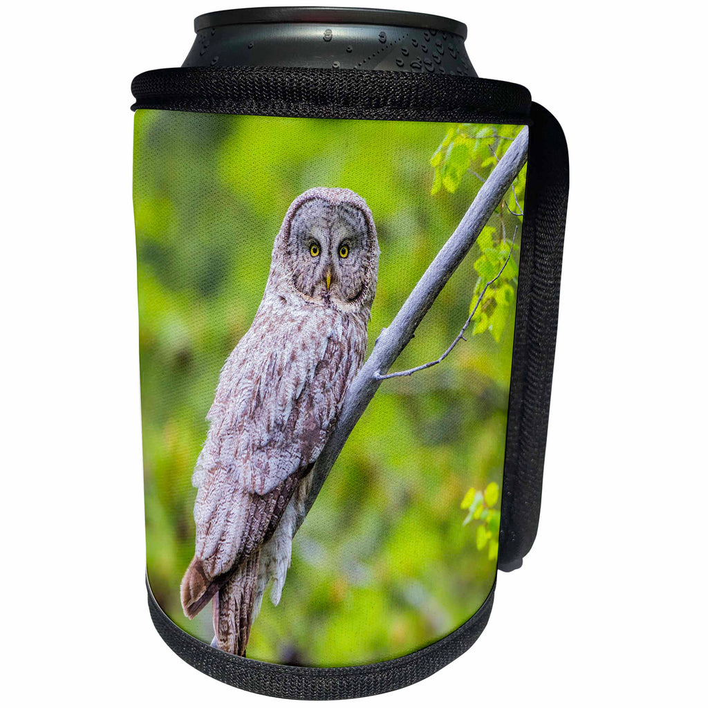 3dRose Danita Delimont - Owls - Usa, Wyoming, Grand Teton NP, Great Gray Owl roosts on a branch. - Can Cooler Bottle Wrap (cc_260606)