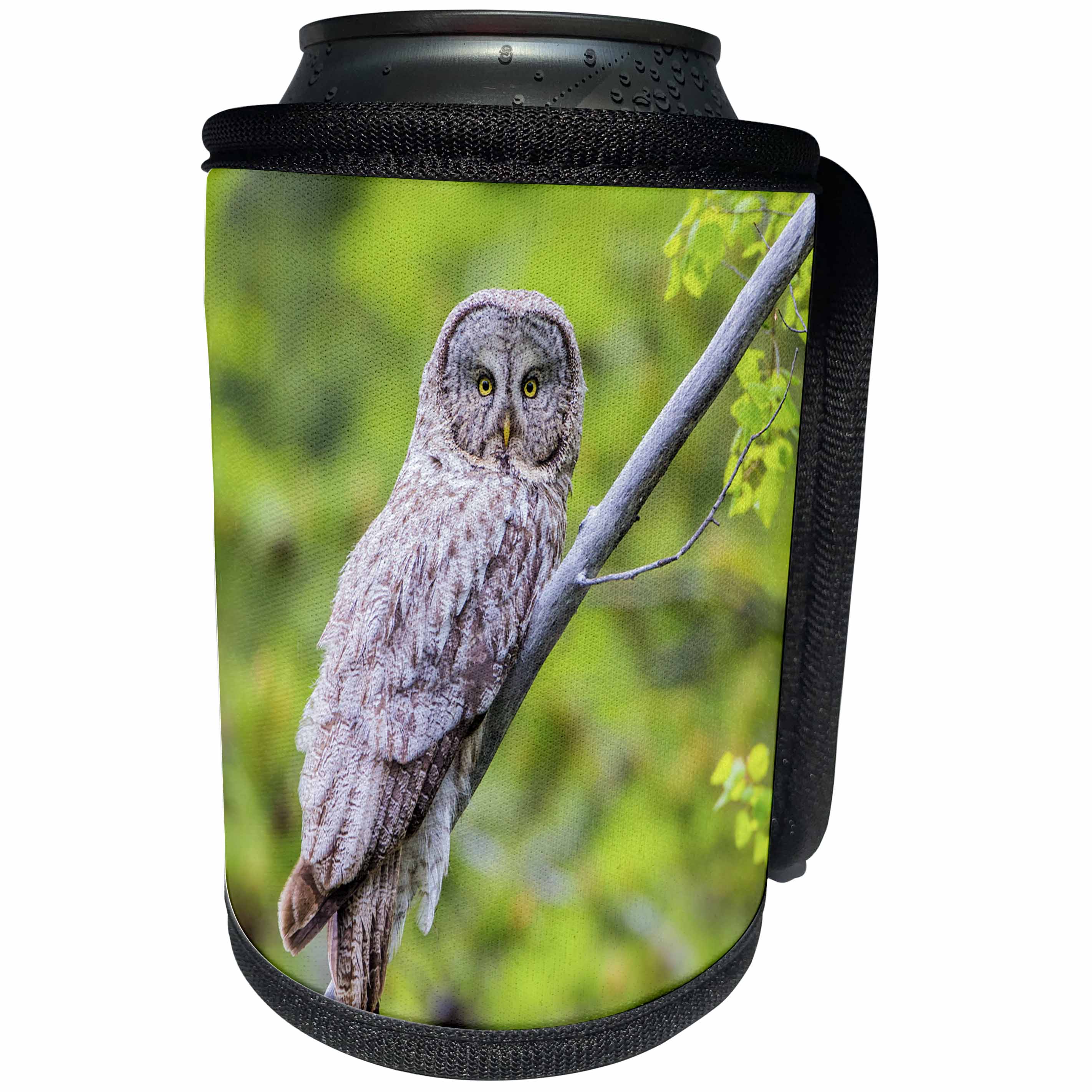 3dRose Danita Delimont - Owls - Usa, Wyoming, Grand Teton NP, Great Gray Owl roosts on a branch. - Can Cooler Bottle Wrap (cc_260606)
