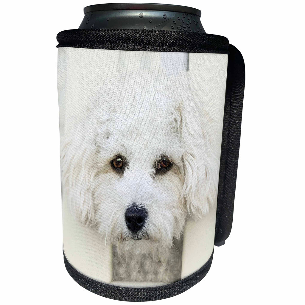 3dRose RinaPiro - Dogs - Maltese. Small breed dog. Friendly dog. White. - Can Cooler Bottle Wrap (cc_261457)