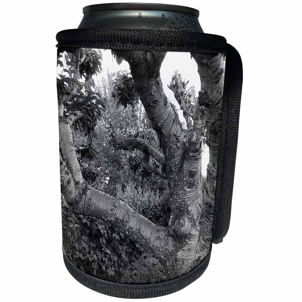 3dRose Jos Fauxtographee- Old Black and White Tree - An old ornamental Tree in the Yard of Violet Averett - Can Cooler Bottle Wrap (cc_263449)