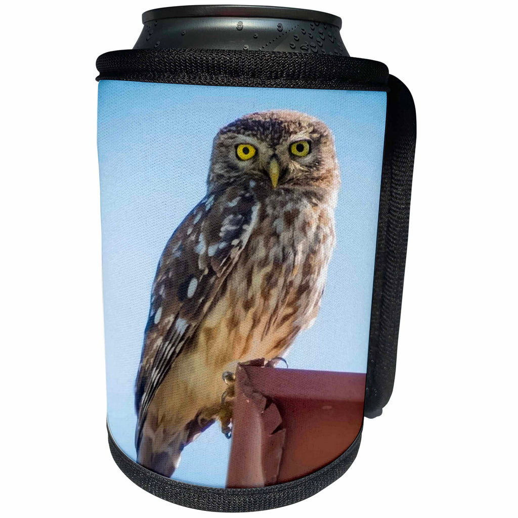 3dRose Taiche - Vector - Barn Owl - Cute Barn Owl Making Eye Contact Vector - Can Cooler Bottle Wrap (cc_264461)