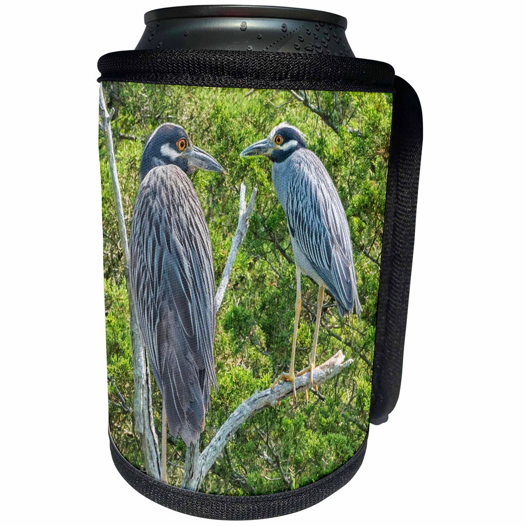 3dRose Roni Chastain Photography - Black-crowned night heron - Can Cooler Bottle Wrap (cc_264623)
