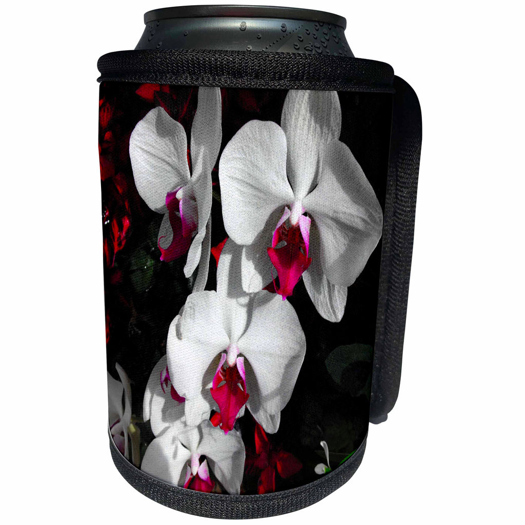 3dRose WhiteOak Photography Floral Prints - Phalaenopsis Orchids White and Pink Orchids - Can Cooler Bottle Wrap (cc_26483)