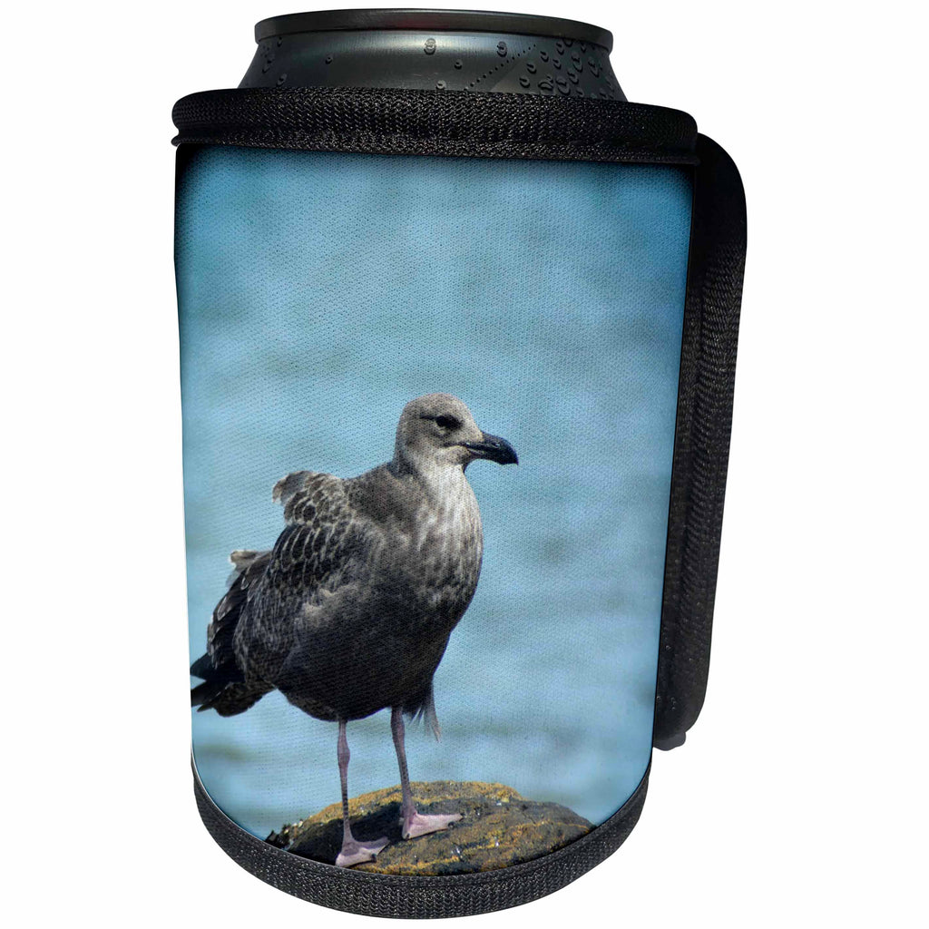 3dRose WhiteOaks Photography and Artwork - Seagulls - Seagull Thinking is a photo I took in Salem Massachusetts - Can Cooler Bottle Wrap (cc_265365)