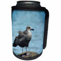 3dRose WhiteOaks Photography and Artwork - Seagulls - Seagull Thinking is a photo I took in Salem Massachusetts - Can Cooler Bottle Wrap (cc_265365)