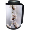 3dRose Alexis Photography - Flowers Sakura - Soft pink sakura flowers in spring - Can Cooler Bottle Wrap (cc_265551)