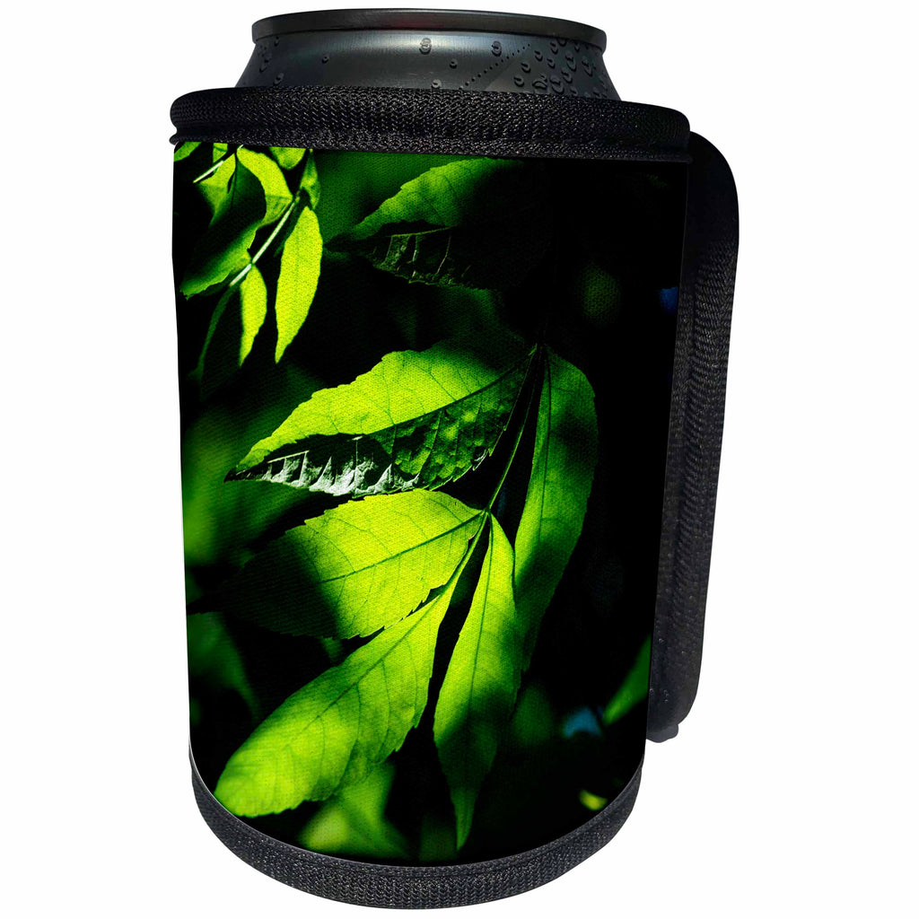 3dRose Alexis Photography - Seasons Summer - Ash tree leaves. Play of light and shadows - Can Cooler Bottle Wrap (cc_265611)