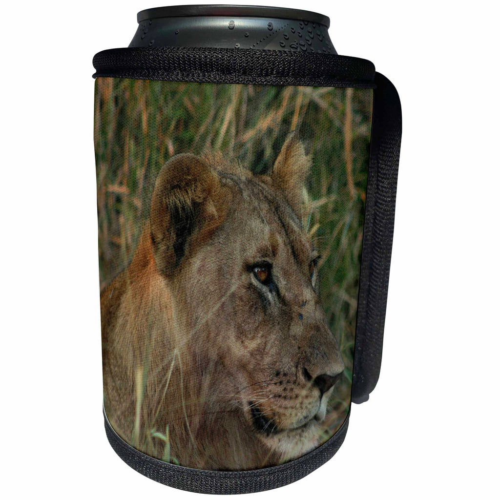 3dRose Angelique Cajam Big Cat Safari - Female lion in the grass - Can Cooler Bottle Wrap (cc_26822)