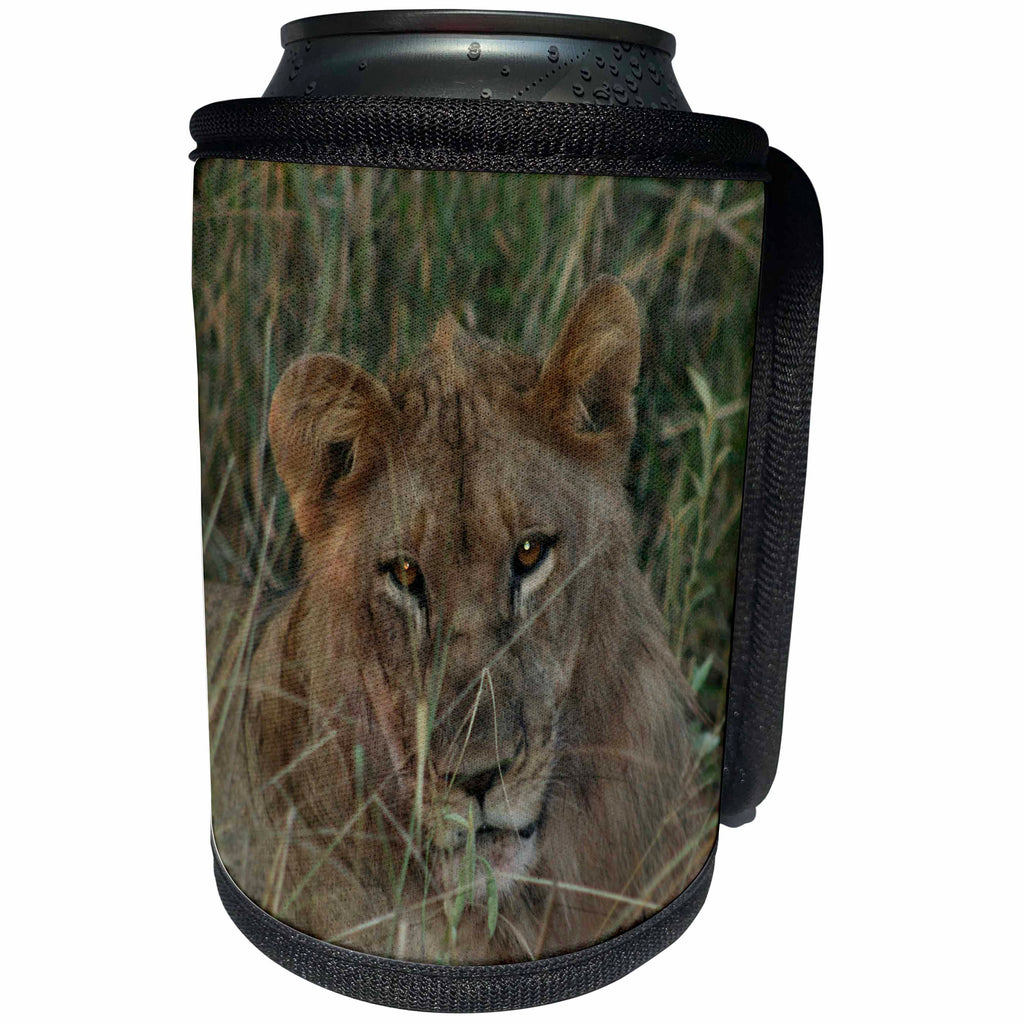 3dRose Angelique Cajam Big Cat Safari - Young female lion in the grass - Can Cooler Bottle Wrap (cc_26823)