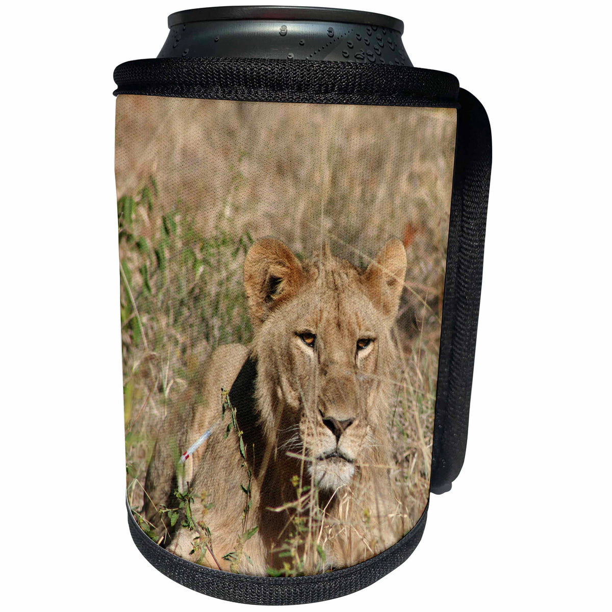 3dRose Angelique Cajam Big Cat Safari - Young lion in the grass - Can Cooler Bottle Wrap (cc_26826)