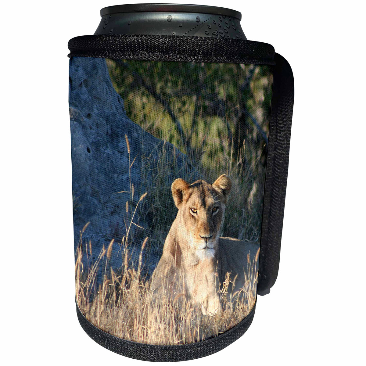 3dRose Angelique Cajam Big Cat Safari - Young female lion searching for food - Can Cooler Bottle Wrap (cc_26827)