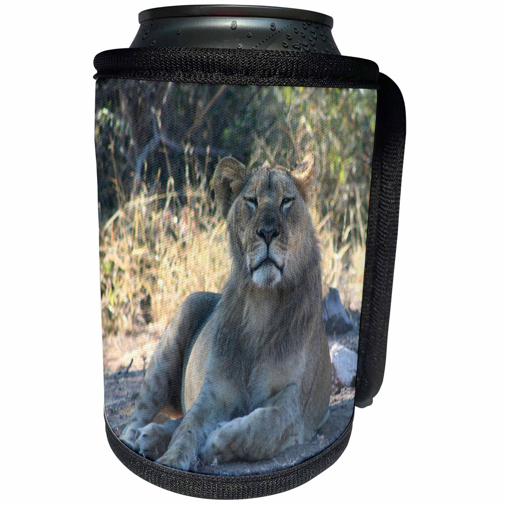 3dRose Angelique Cajam Big Cat Safari - Lion relaxing - Can Cooler Bottle Wrap (cc_26830)