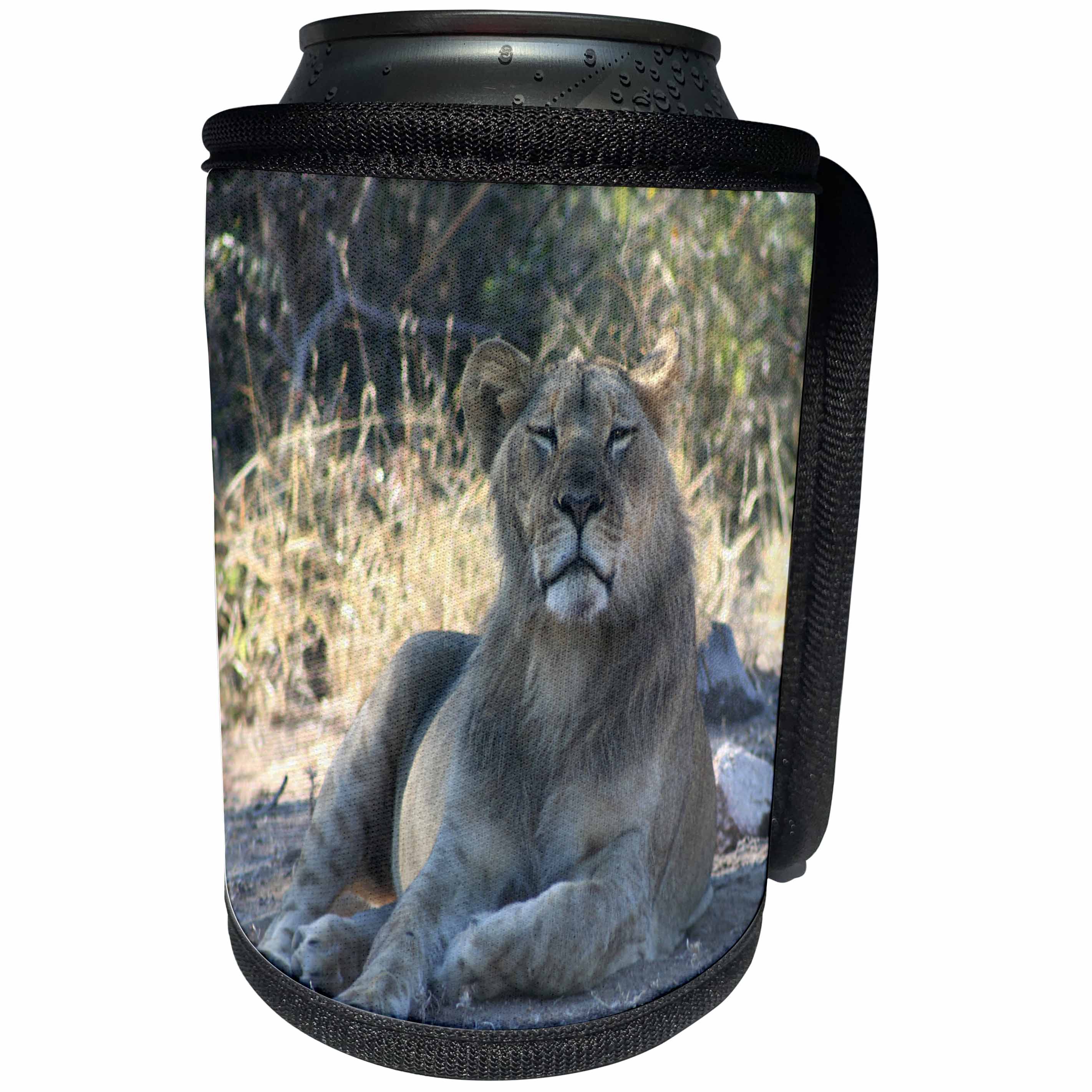 3dRose Angelique Cajam Big Cat Safari - Lion relaxing - Can Cooler Bottle Wrap (cc_26830)