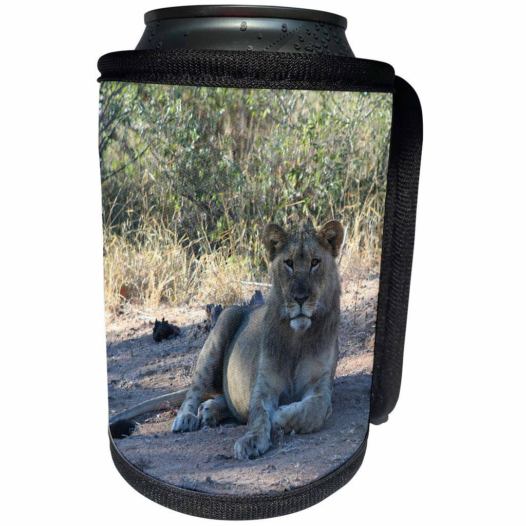 3dRose Angelique Cajam Big Cat Safari - Young lion in the grass - Can Cooler Bottle Wrap (cc_26832)
