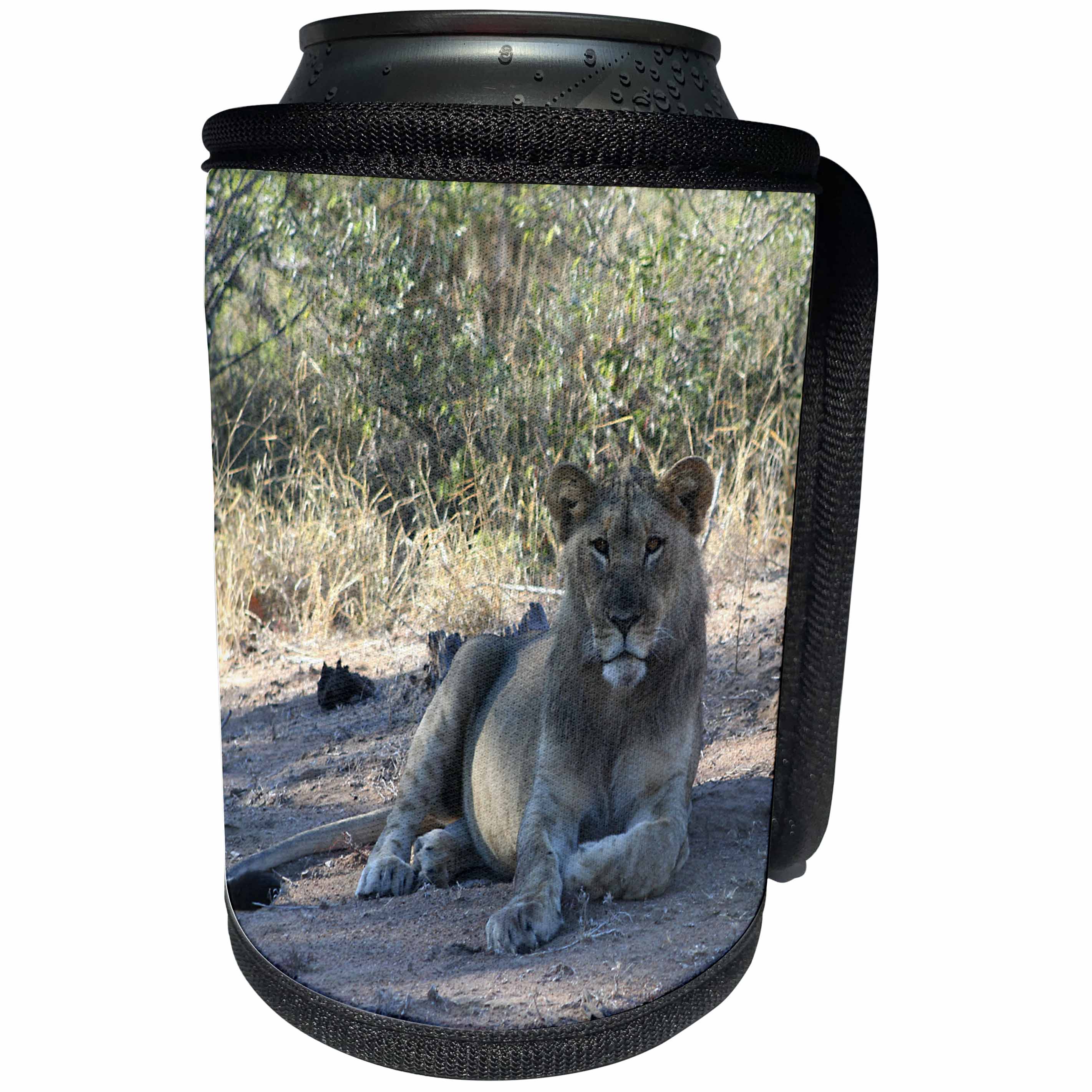 3dRose Angelique Cajam Big Cat Safari - Young lion in the grass - Can Cooler Bottle Wrap (cc_26832)