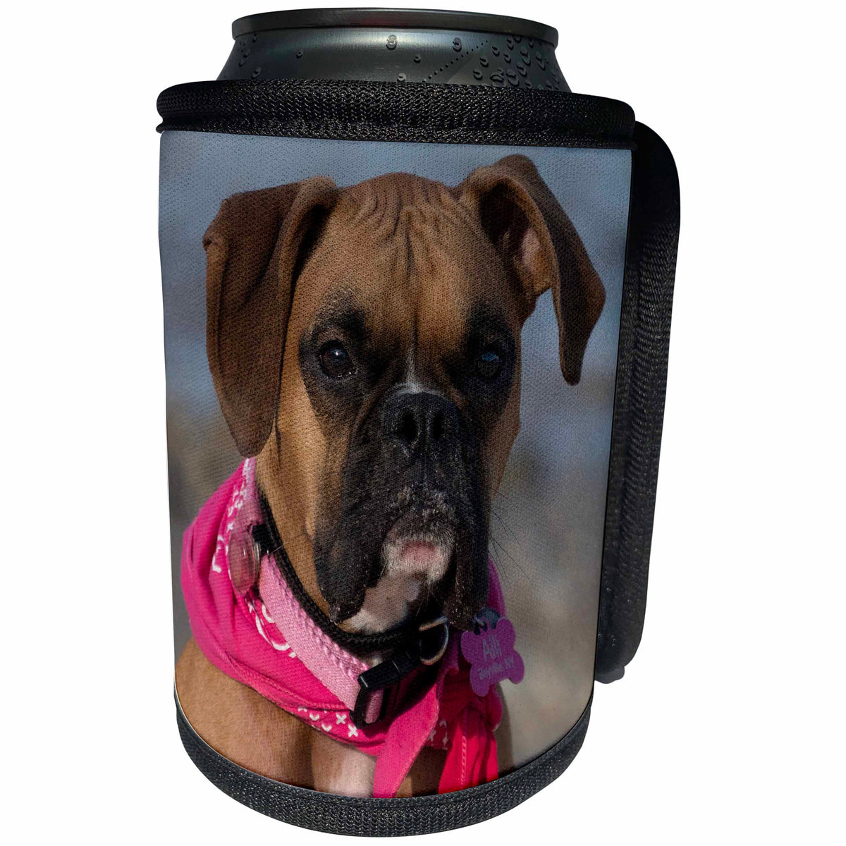 3dRose Roni Chastain Photography - Boxer - Can Cooler Bottle Wrap (cc_269612)