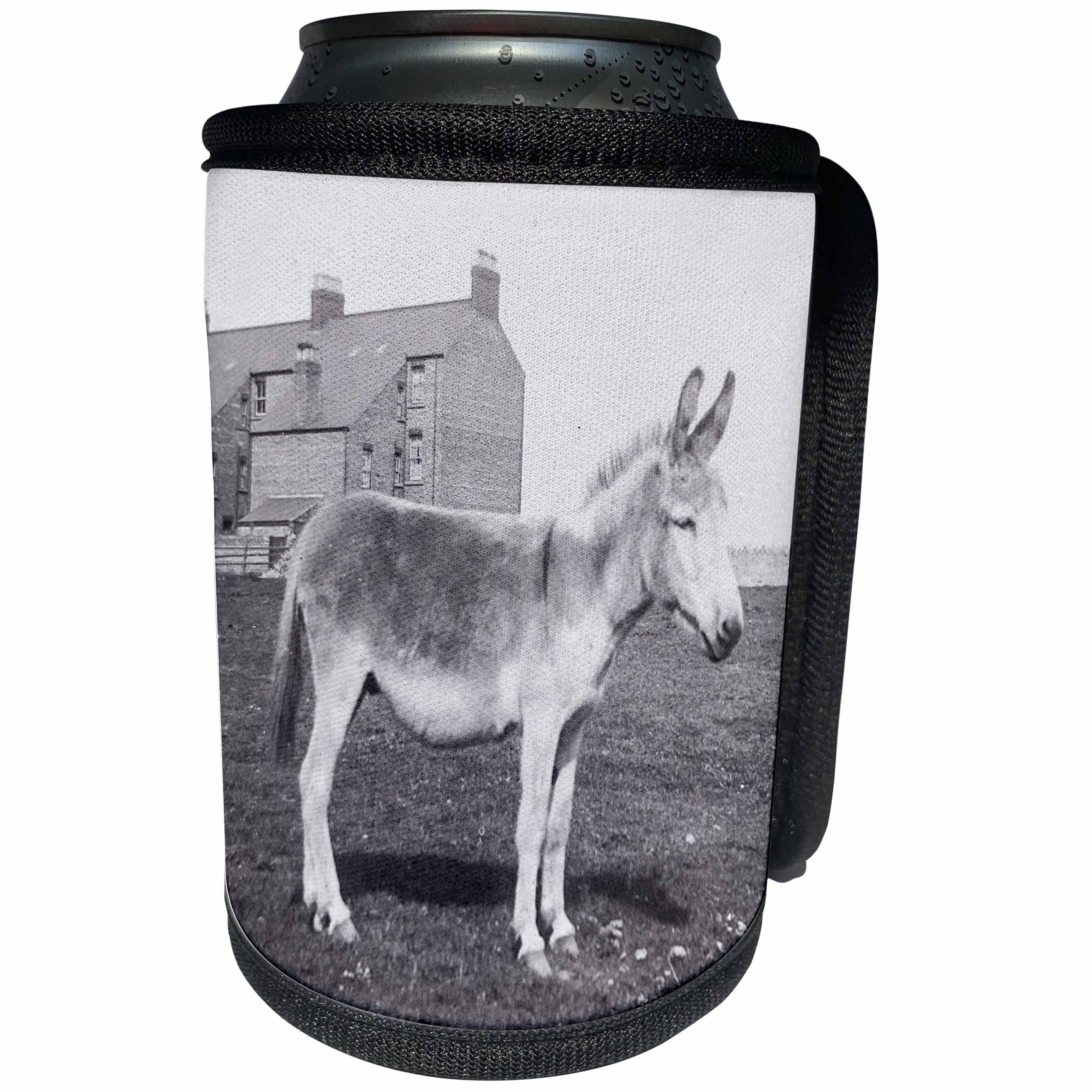 3dRose Scenes from the Past Magic Lantern Slides - Vintage Welsh Donkey Prestatyn Denbighshire Wales Circa 1890 - Can Cooler Bottle Wrap (cc_269831)