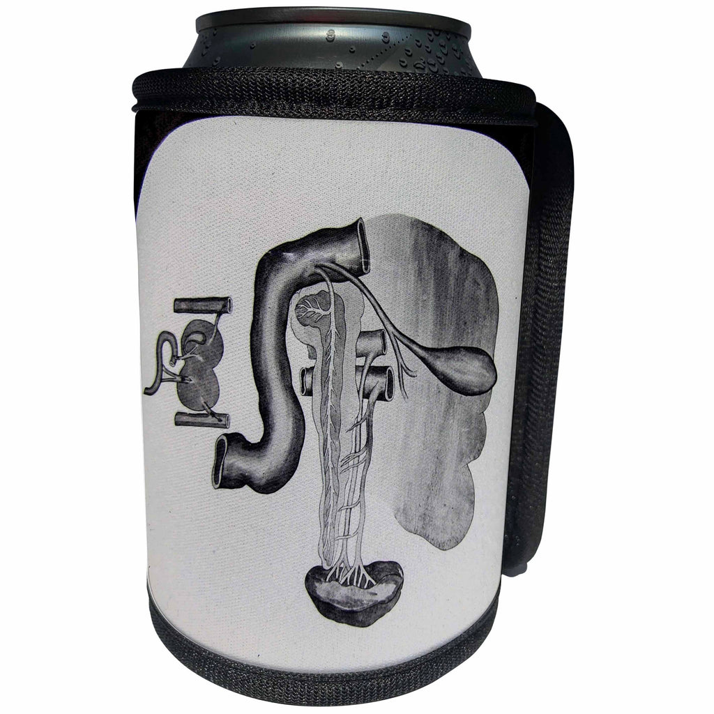 3dRose Scenes from the Past Magic Lantern Slides - The Human Liver Anatomy Education Vintage Scientific Slide 1920 - Can Cooler Bottle Wrap (cc_269953)