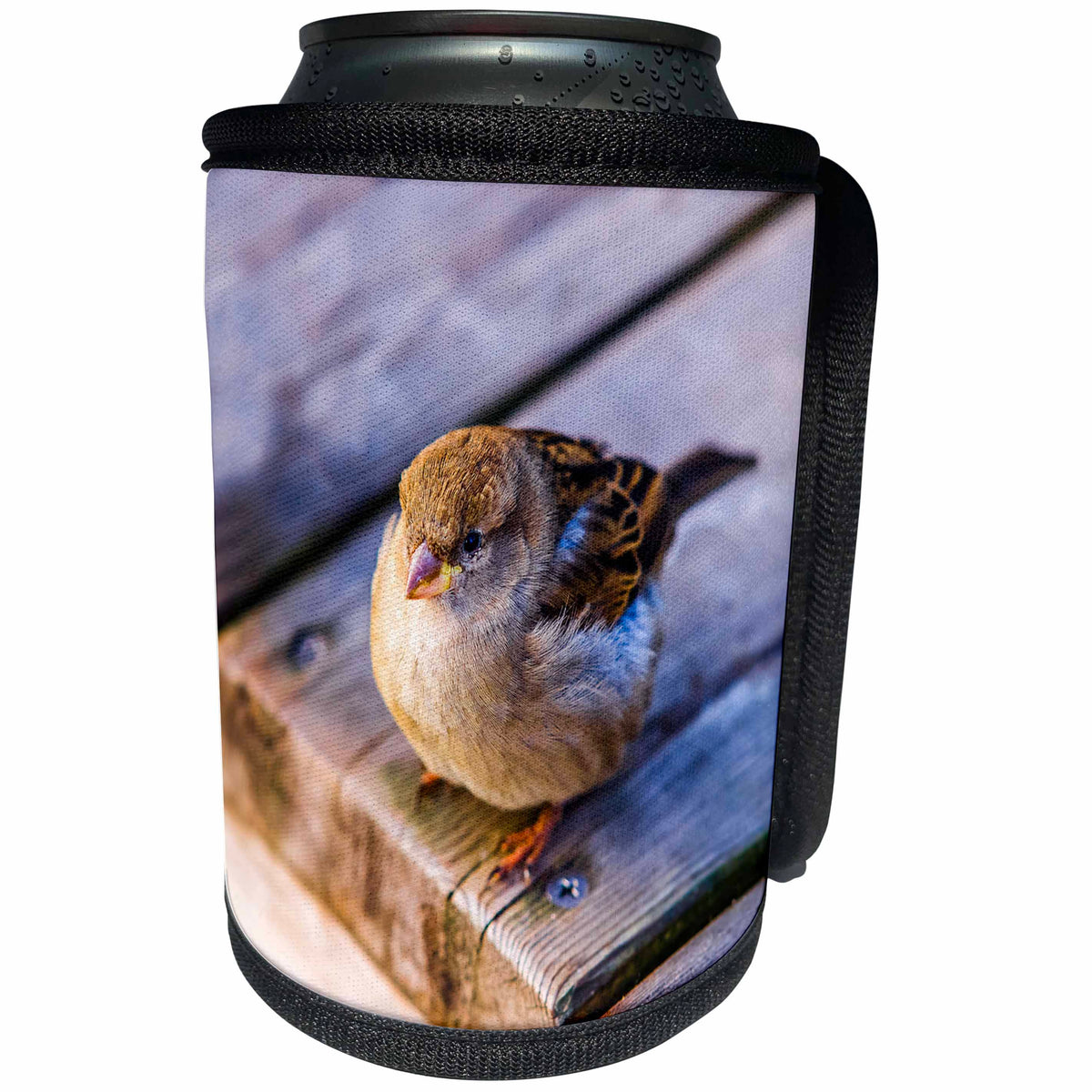 3dRose Alexis Photography - Birds - Fat sparrow on a wooden deck. Hard to fly after good lunch - Can Cooler Bottle Wrap (cc_270245)