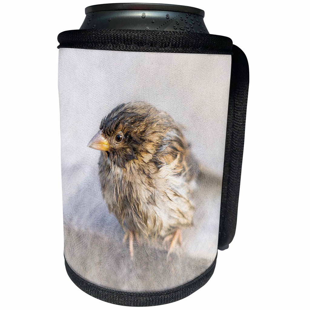3dRose Alexis Photography - Birds - Sad wet sparrow. Hurricane survivor. No more climate change, please - Can Cooler Bottle Wrap (cc_270250)
