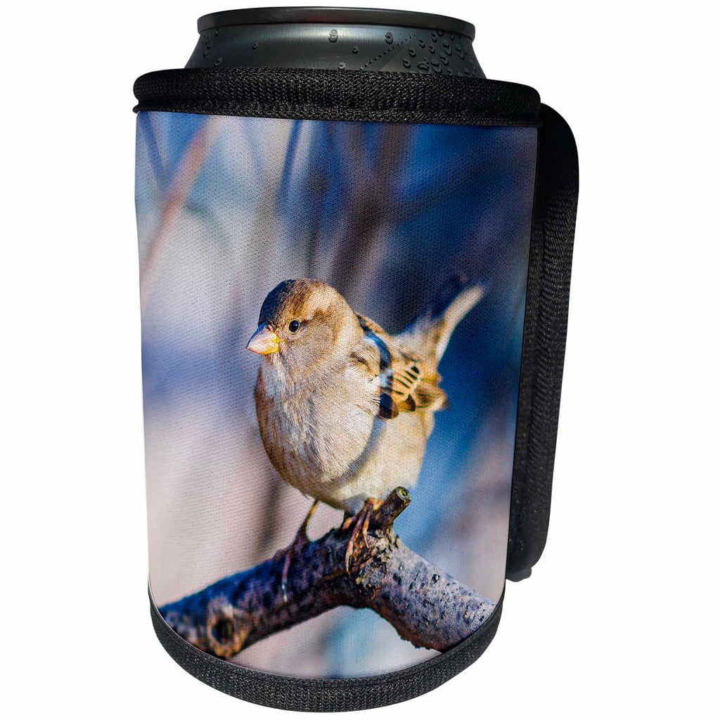 3dRose Alexis Photography - Birds - Brave sunlit sparrow in a tree twig - Can Cooler Bottle Wrap (cc_270254)