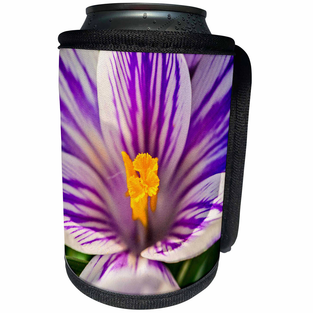 3dRose Alexis Photography - Flowers - White, purple, yellow crocus flower. Macro photo - Can Cooler Bottle Wrap (cc_270419)