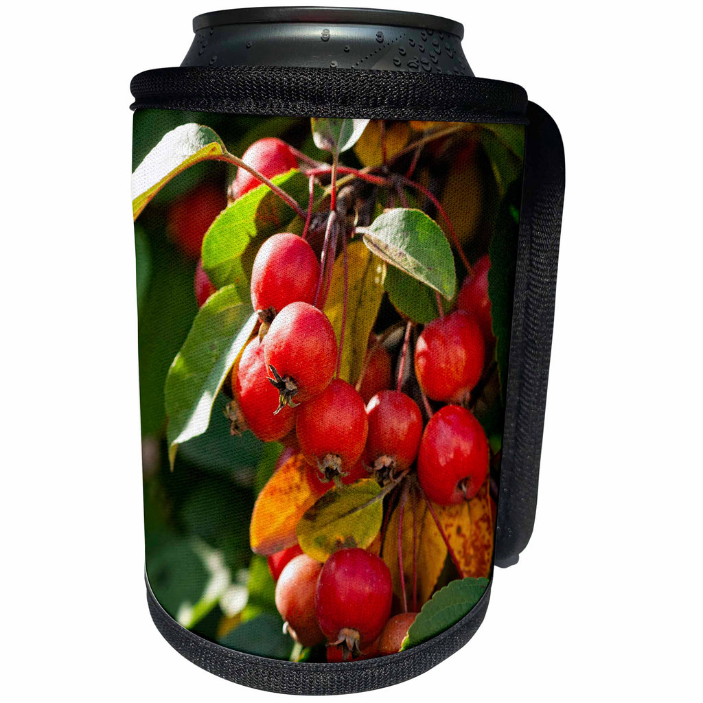 3dRose Alexis Photography - Seasons Autumn - Closeup view of sunlit red crab apple fruits on a tree - Can Cooler Bottle Wrap (cc_270505)