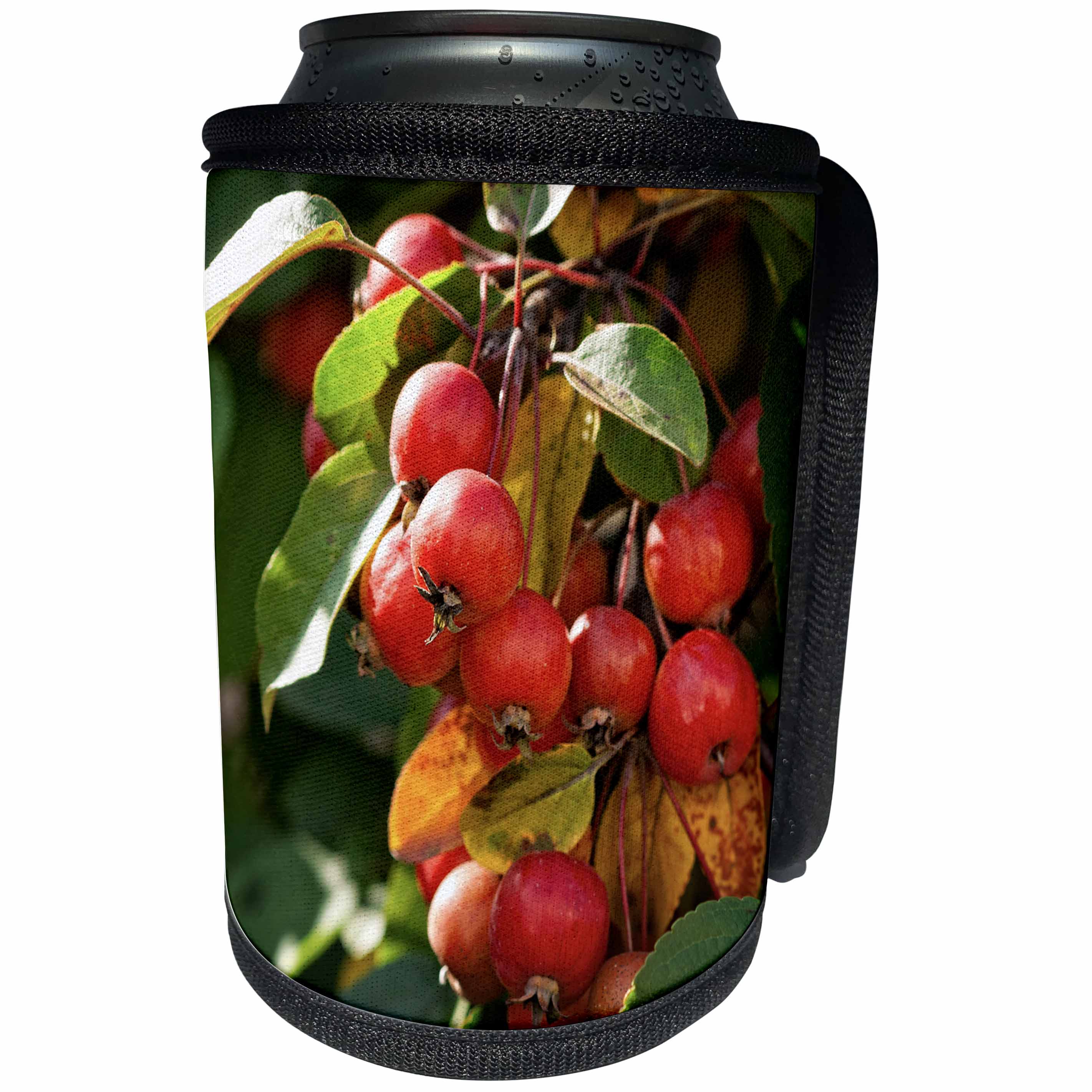 3dRose Alexis Photography - Seasons Autumn - Closeup view of sunlit red crab apple fruits on a tree - Can Cooler Bottle Wrap (cc_270505)