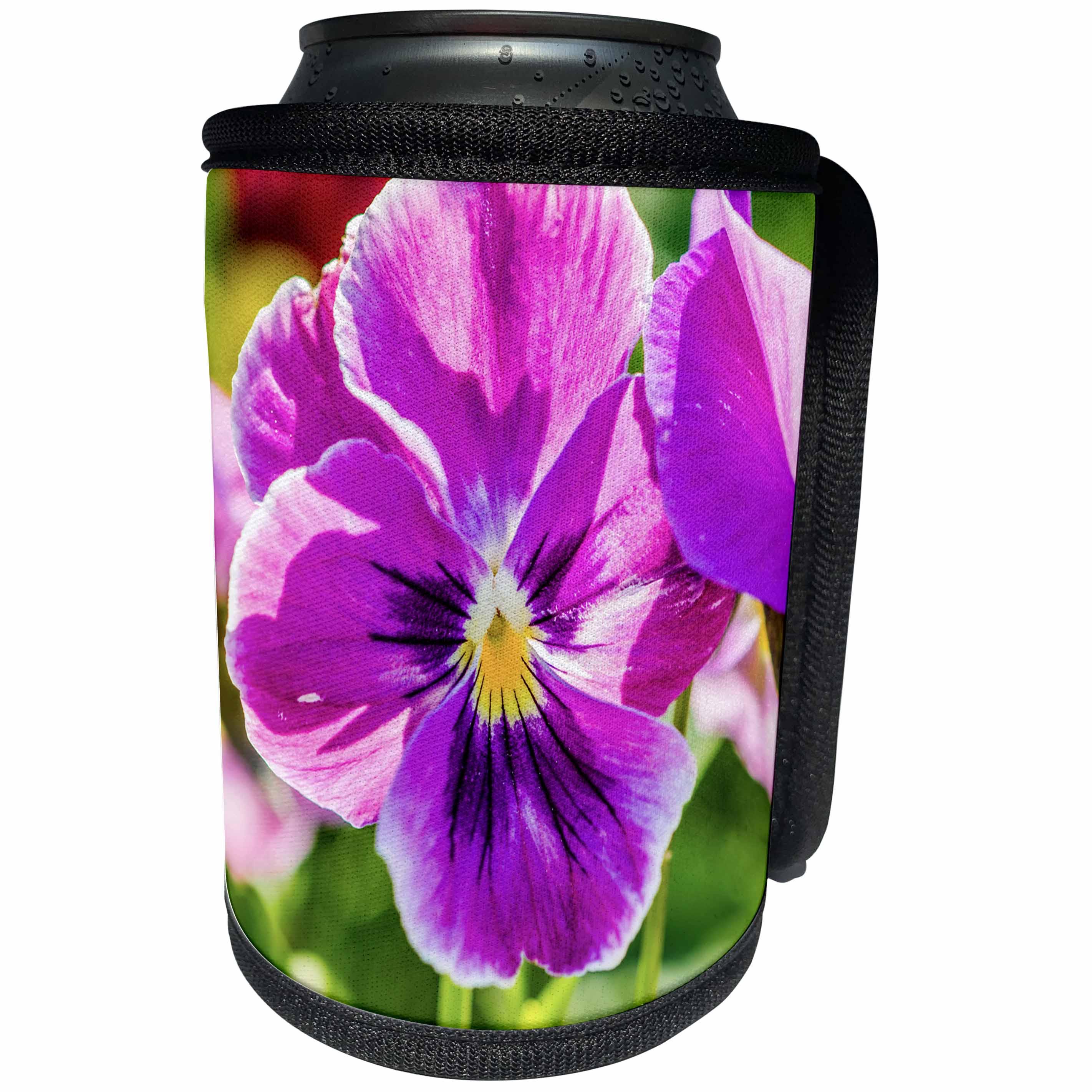 3dRose Alexis Photography - Flowers Pansy - Sunlit purple viola tricolor flower, green leaves - Can Cooler Bottle Wrap (cc_270606)