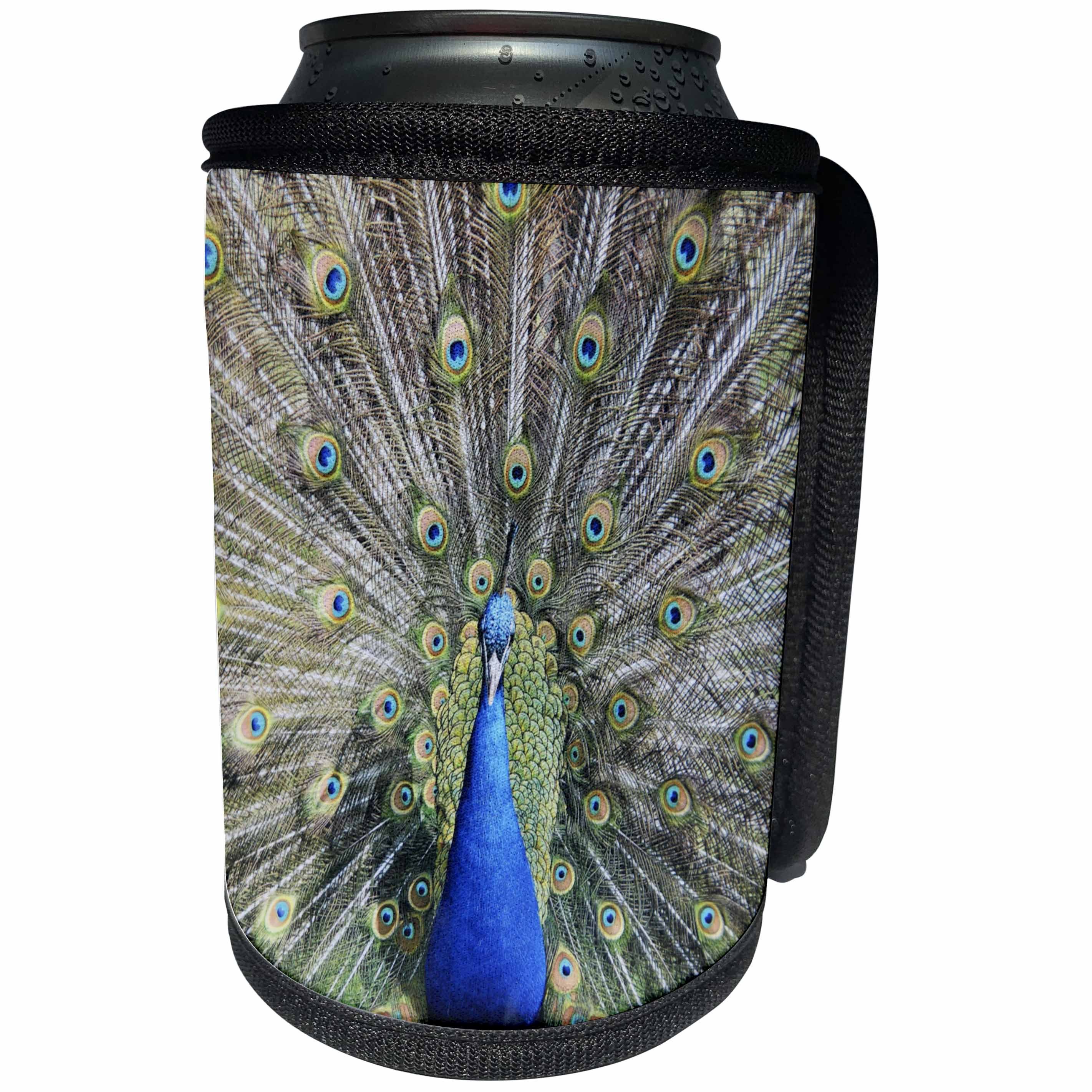 3dRose Andrea Haase Animals Photo - Lovely Peacock Bird - Can Cooler Bottle Wrap (cc_271197)