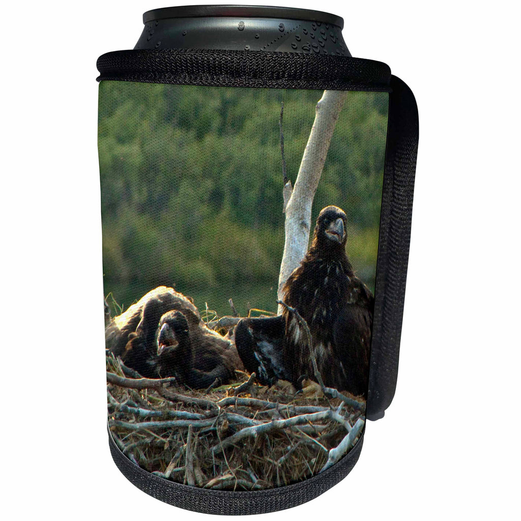 3dRose Krista Funk Creations Juvenile Bald Eagles - Juvenile Bald Eagles Rest in the Nest in the Yukon Territory - Can Cooler Bottle Wrap (cc_27145)