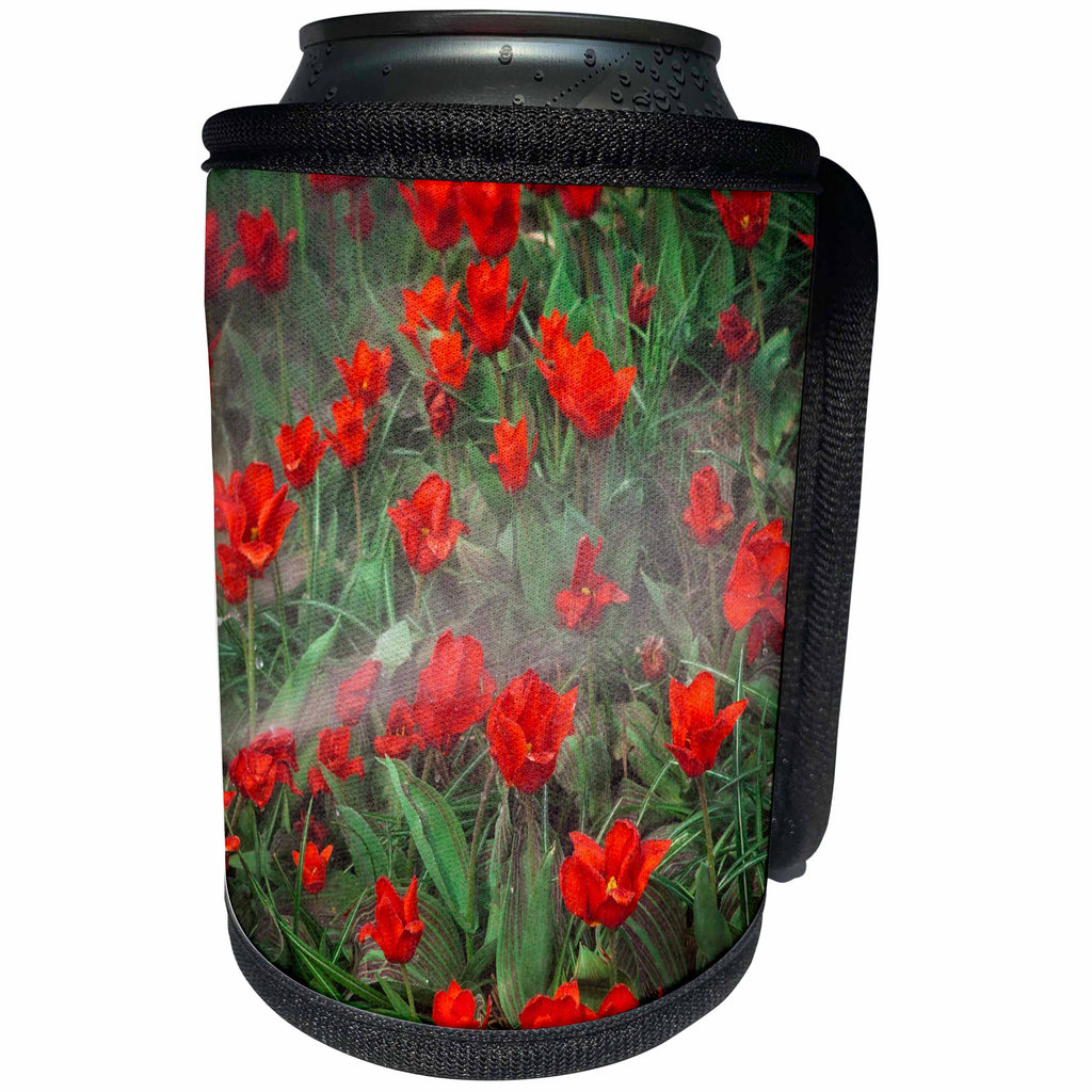 3dRose Alexis Photography - Flowers Tulip - Watering of red tulip flowers - Can Cooler Bottle Wrap (cc_271639)