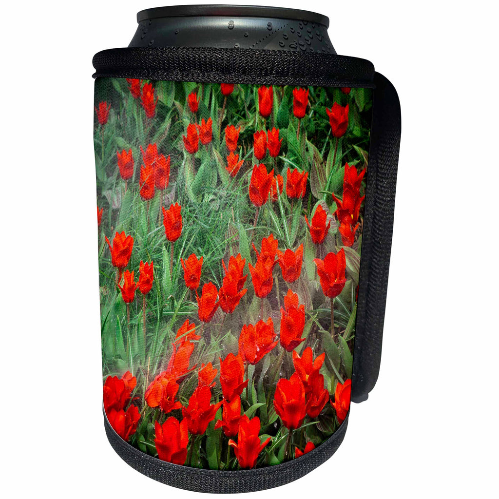 3dRose Alexis Photography - Flowers Tulip - Watering of red tulip flowers on a flowerbed - Can Cooler Bottle Wrap (cc_271640)
