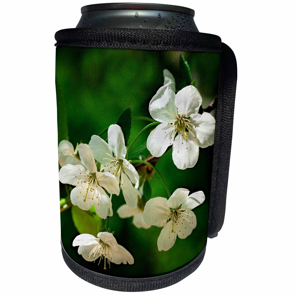 3dRose Alexis Photography - Flowers Cherry - White cherry blossoms against the emerald background. Spring beauty - Can Cooler Bottle Wrap (cc_271683)