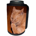 3dRose Alexis Photography - Animals - Ginger cat in a philosophical mood - Can Cooler Bottle Wrap (cc_271968)