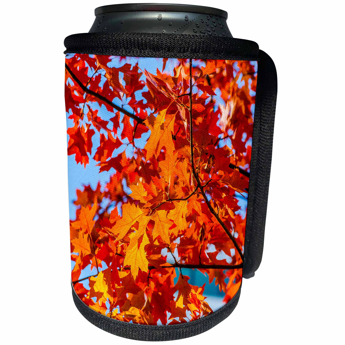 3dRose Alexis Photography - Seasons Autumn - Red oak tree in autumn. Beautiful sunlit leaves - Can Cooler Bottle Wrap (cc_272138)