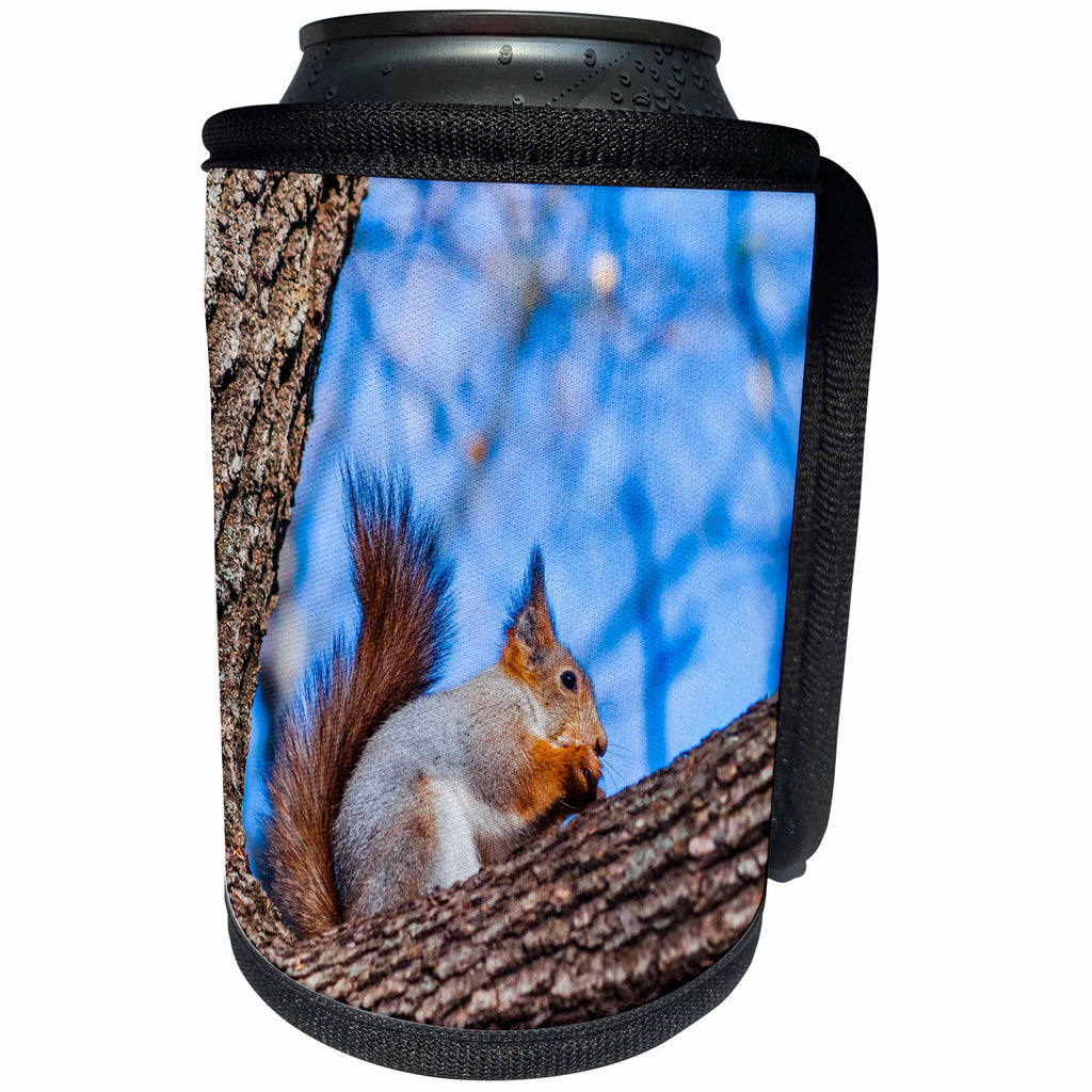 3dRose Alexis Photography - Animals - Beautiful squirrel on a tree. Blue background - Can Cooler Bottle Wrap (cc_272171)