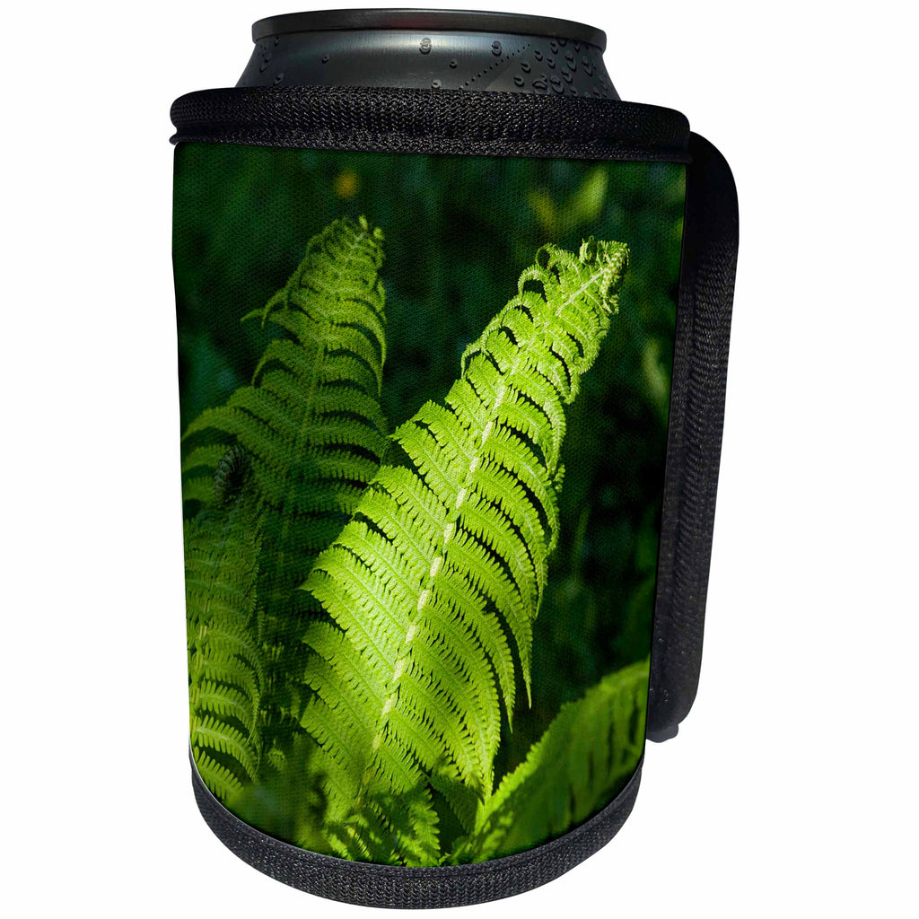 3dRose Alexis Photography - Nature Grass Fern - Sunlit leaf of a fiddlehead fern in the forest - Can Cooler Bottle Wrap (cc_272998)