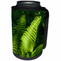 3dRose Alexis Photography - Nature Grass Fern - Sunlit leaf of a fiddlehead fern in the forest - Can Cooler Bottle Wrap (cc_272998)