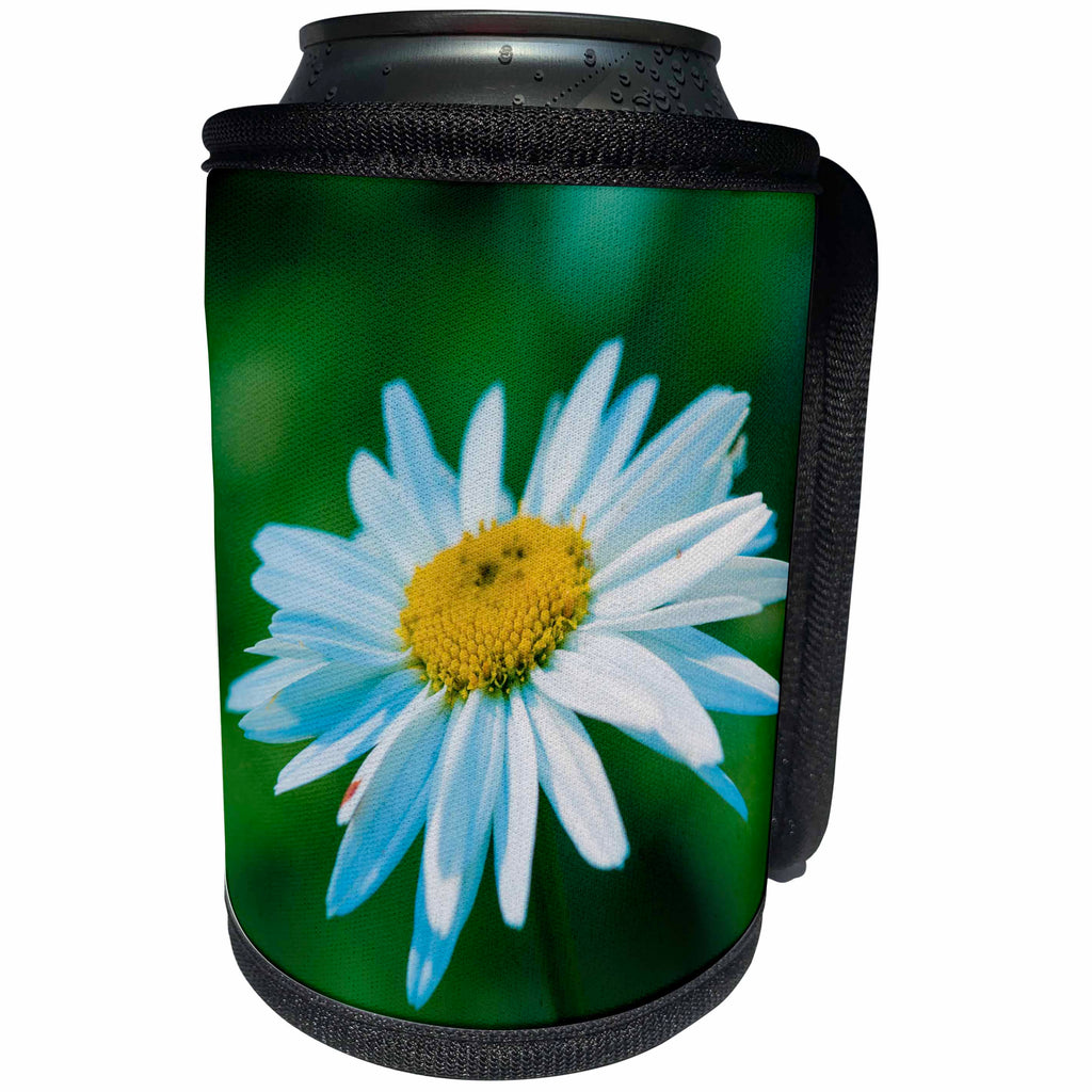 3dRose Alexis Photography - Flowers Daisy - Beautiful white and yellow daisy flower, green background - Can Cooler Bottle Wrap (cc_273114)