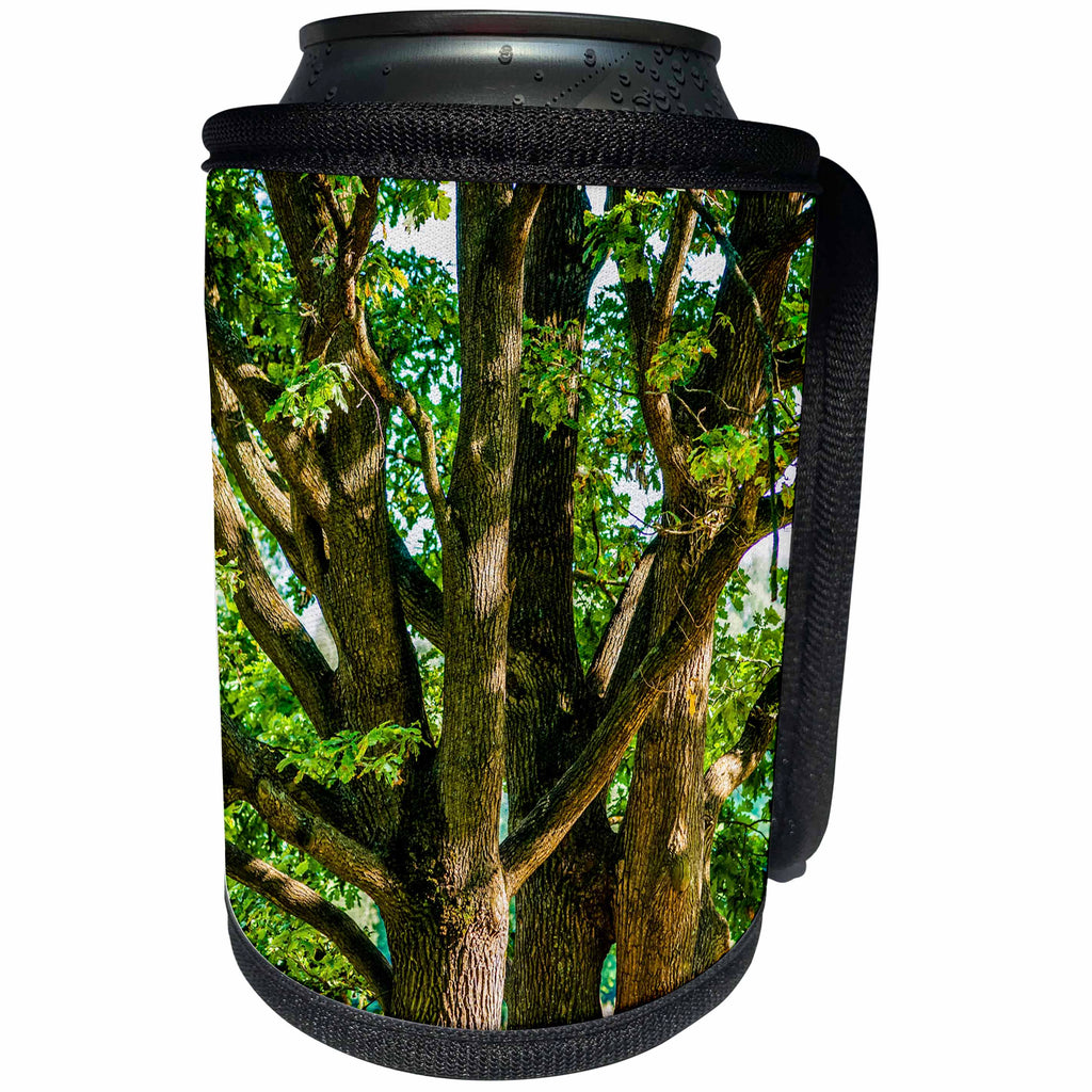 3dRose Alexis Photography - Seasons Summer - Old oak trees in summer - Can Cooler Bottle Wrap (cc_273231)