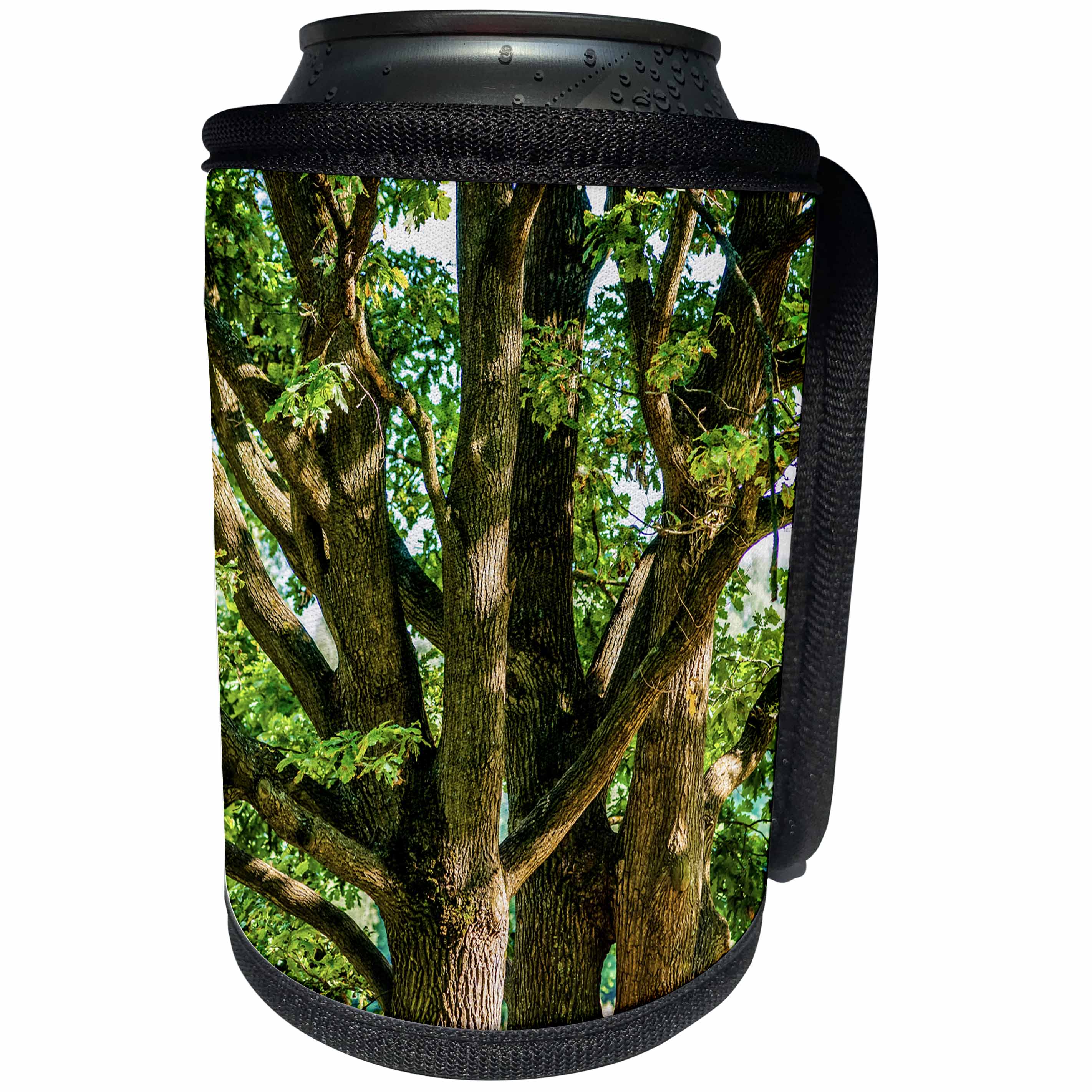 3dRose Alexis Photography - Seasons Summer - Old oak trees in summer - Can Cooler Bottle Wrap (cc_273231)