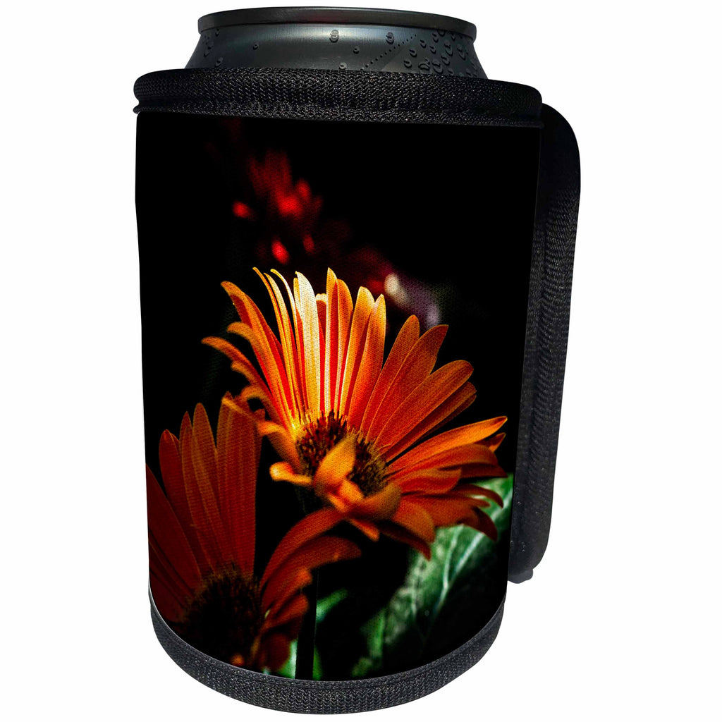3dRose Alexis Photography - Flowers Daisy - Sunlit orange daisy flower against the dark background - Can Cooler Bottle Wrap (cc_273676)