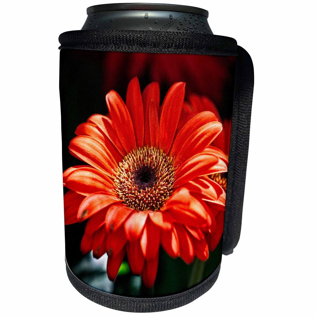 3dRose Alexis Photography - Flowers Daisy - Closeup view of a red daisy flower - Can Cooler Bottle Wrap (cc_273681)