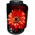 3dRose Alexis Photography - Flowers Daisy - Closeup view of a red daisy flower - Can Cooler Bottle Wrap (cc_273681)