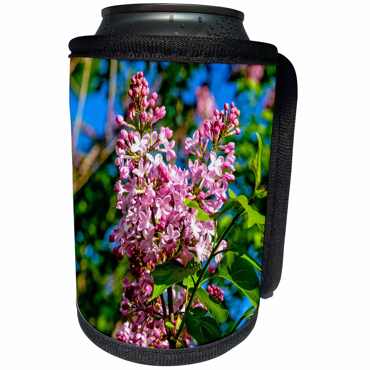 3dRose Alexis Photography - Flowers Lilacs - Cluster of sunlit pink lilac flowers, green and blue background - Can Cooler Bottle Wrap (cc_273777)