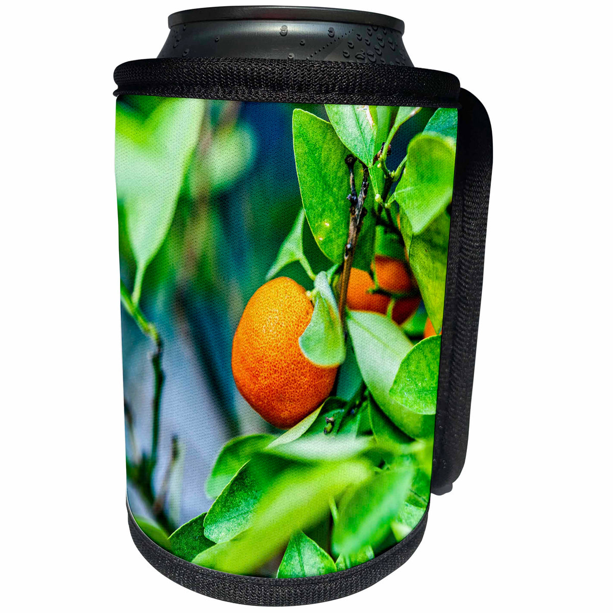 3dRose Alexis Photography - Food Tangerine - Orange tangerine citrus fruit on a tree, green leaves - Can Cooler Bottle Wrap (cc_273798)