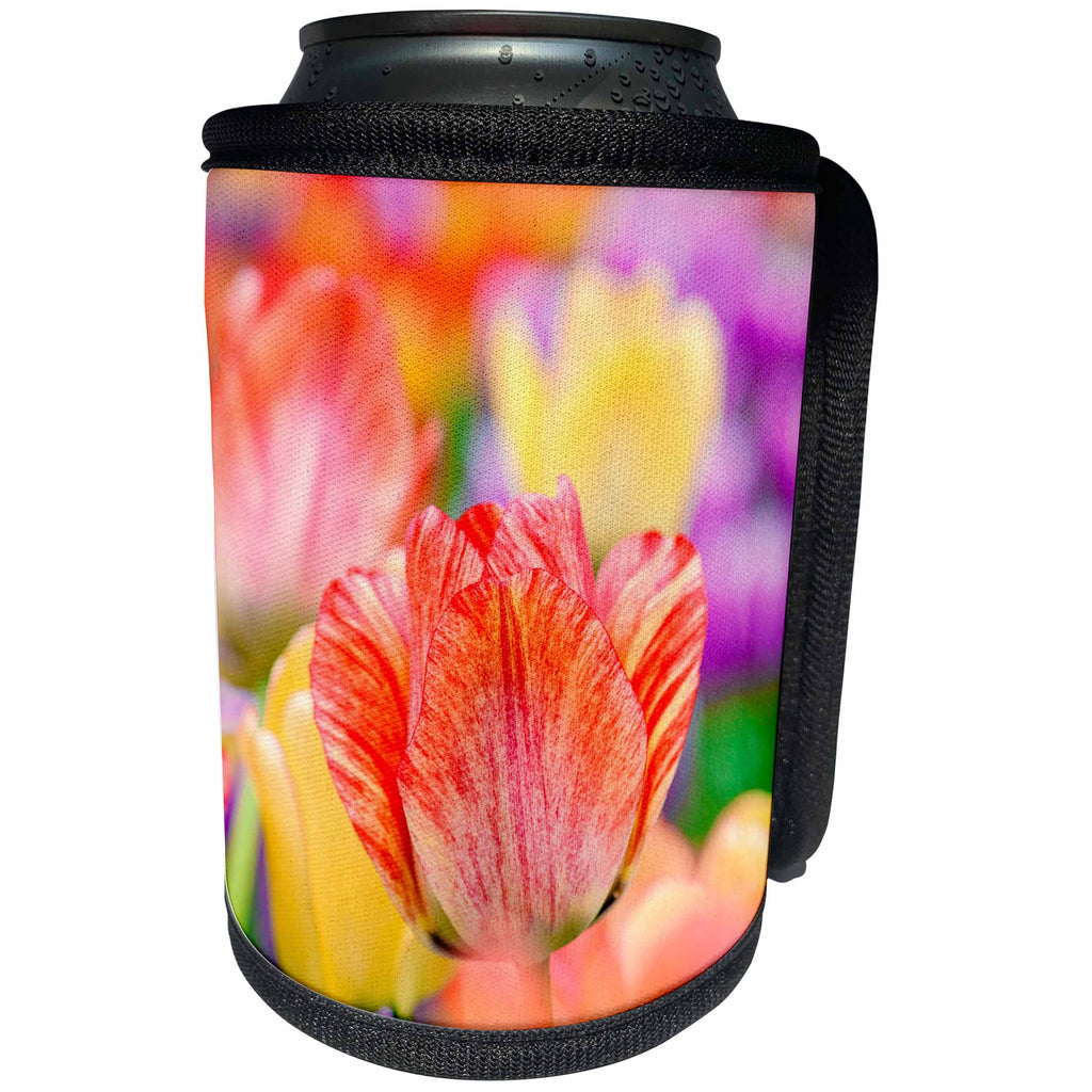 3dRose Alexis Photography - Flowers Tulip - Beautiful red and beige tulip among colorful flowers - Can Cooler Bottle Wrap (cc_273843)